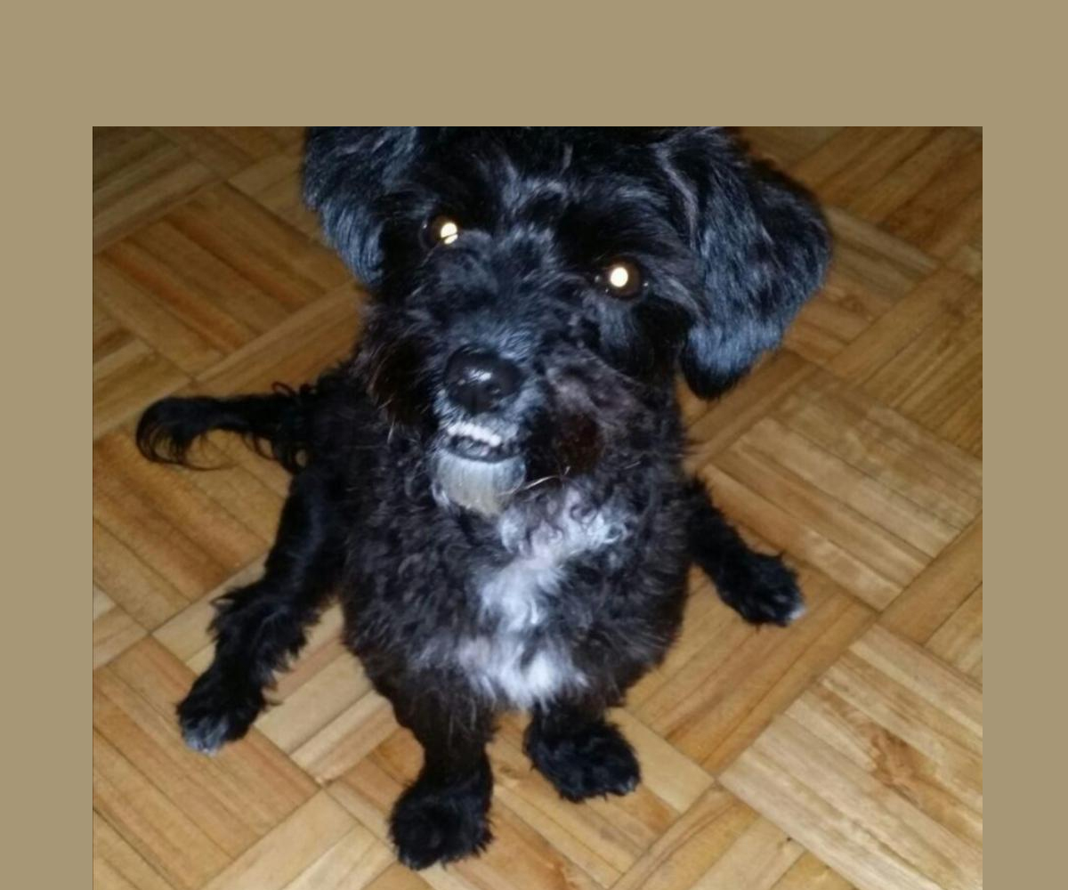 Perro perdido MESTIZO - DESCONOZCO LA RAZA en Viso de San Juan (Toledo)